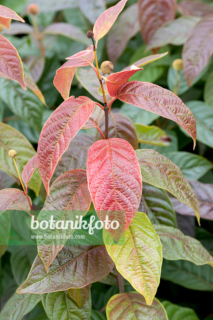 635024 - Button bush (Cephalanthus occidentalis 'Sugar Shack')
