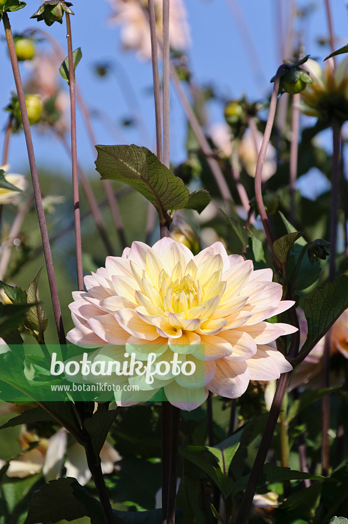 487284 - Cactus dahlia (Dahlia Chianti)