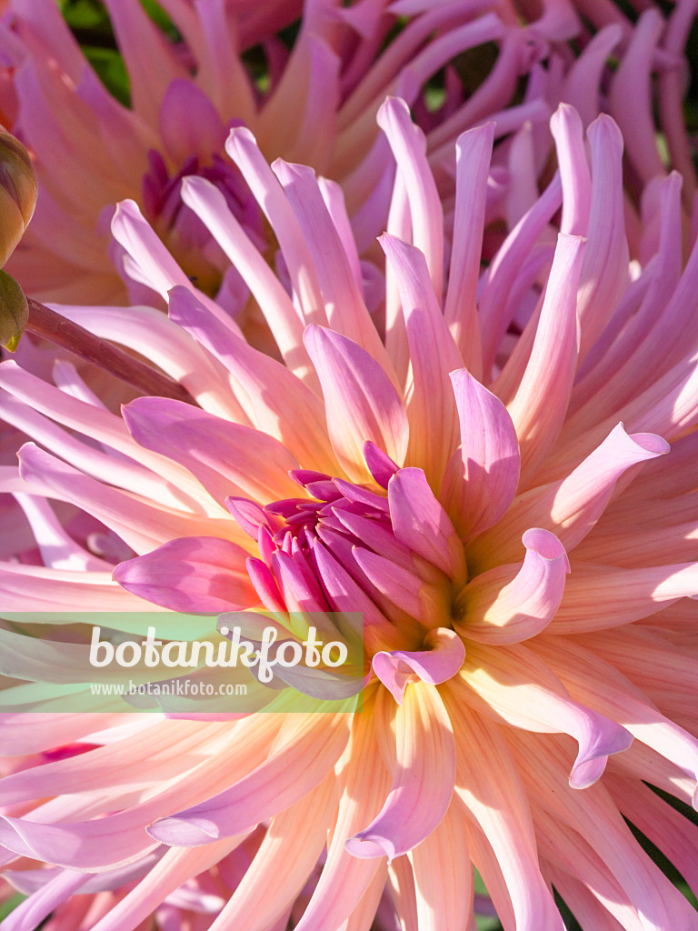417004 - Cactus dahlia (Dahlia Mozart)