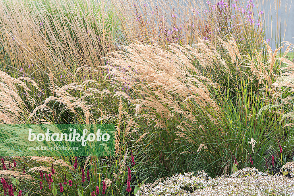 651024 - Calamagrostide argentée (Stipa calamagrostis 'Algäu' syn. Achnatherum calamagrostis 'Algäu')
