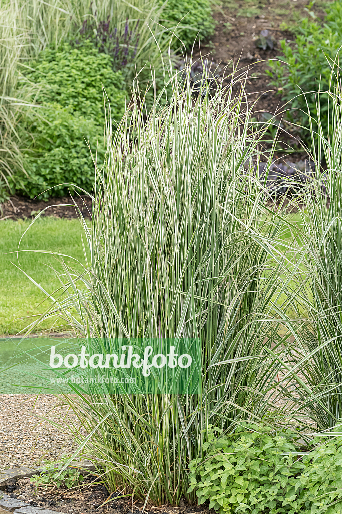 664060 - Calamagrostide (Calamagrostis x acutiflora 'Overdam')