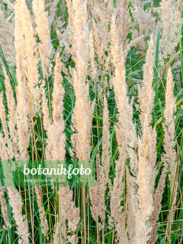 428345 - Calamagrostide commune (Calamagrostis epigejos)