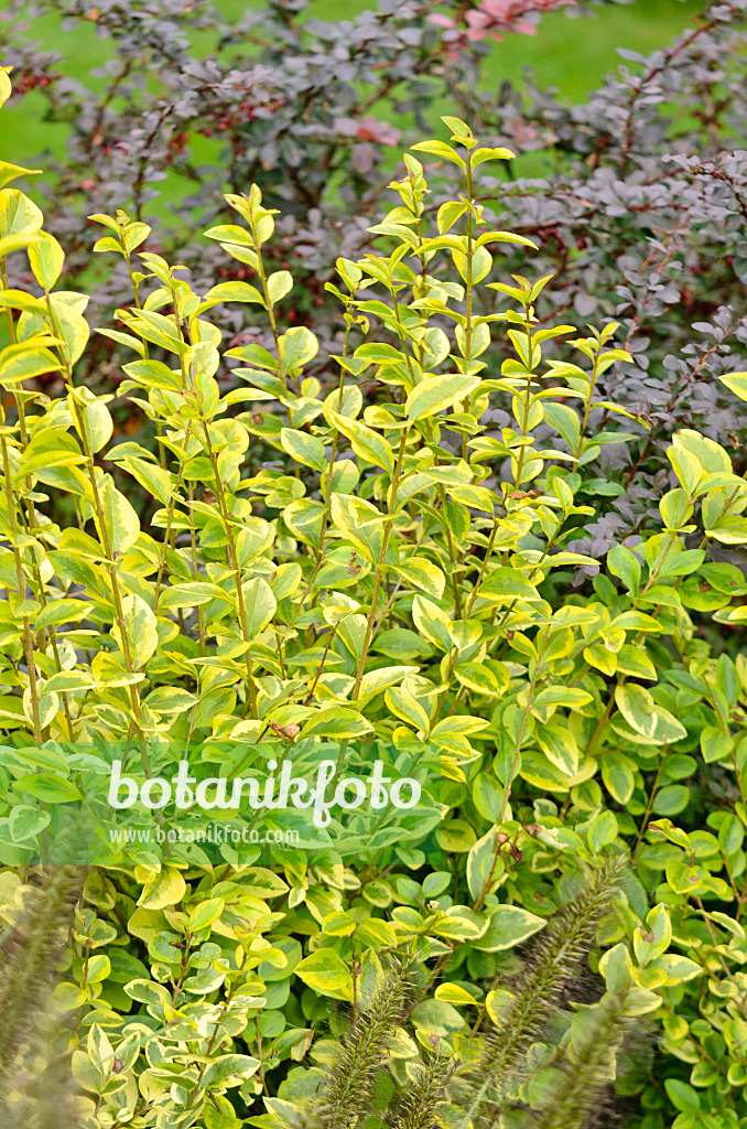 572044 - California privet (Ligustrum ovalifolium 'Aureum')