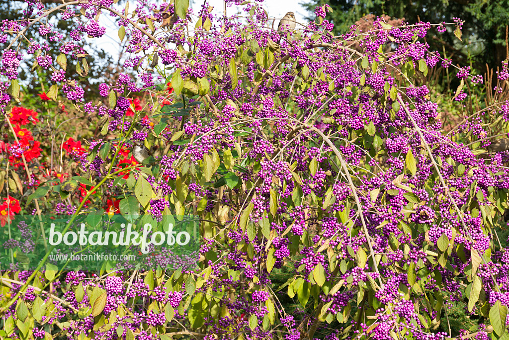 609050 - Callicarpe (Callicarpa)