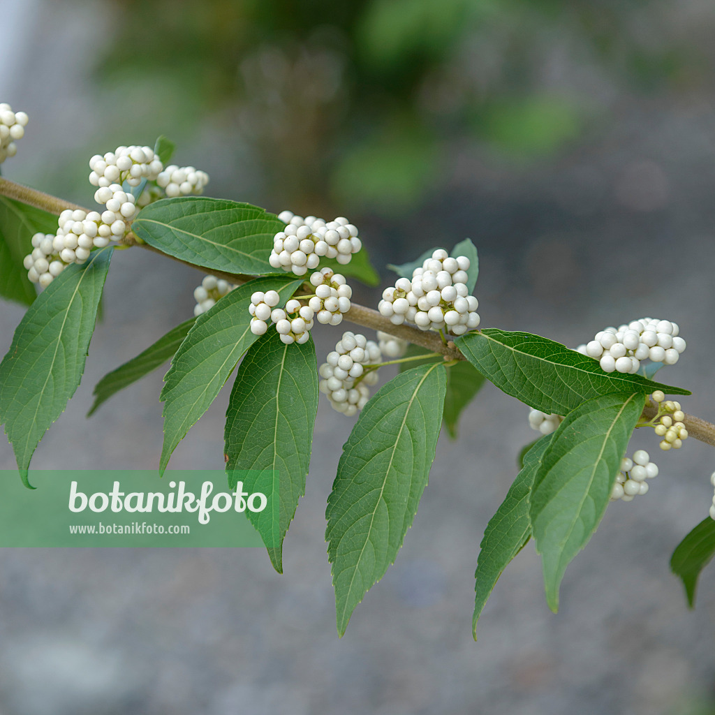 575039 - Callicarpe (Callicarpa dichotoma 'Albifructa')