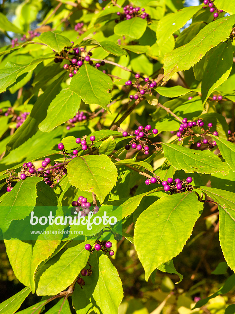 430096 - Callicarpe (Callicarpa x shirasawana)
