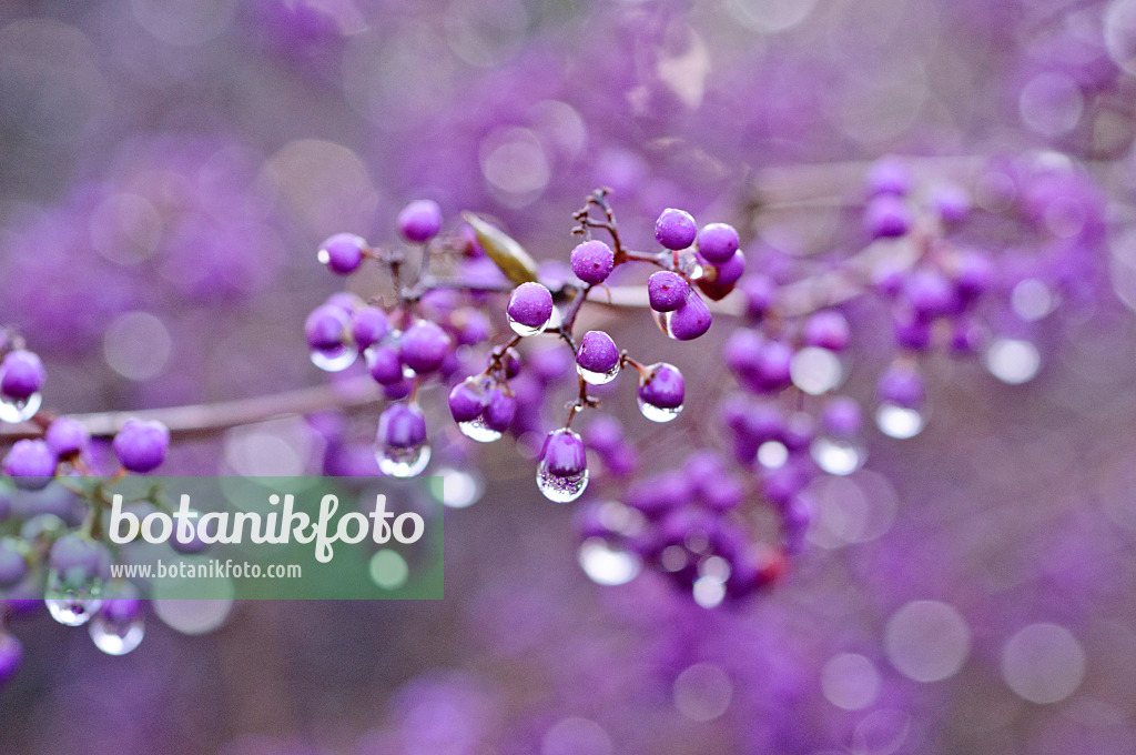 479013 - Callicarpe du Japon (Callicarpa japonica)