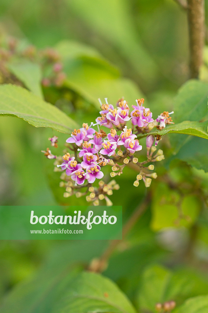 512044 - Callicarpe du Japon (Callicarpa japonica)