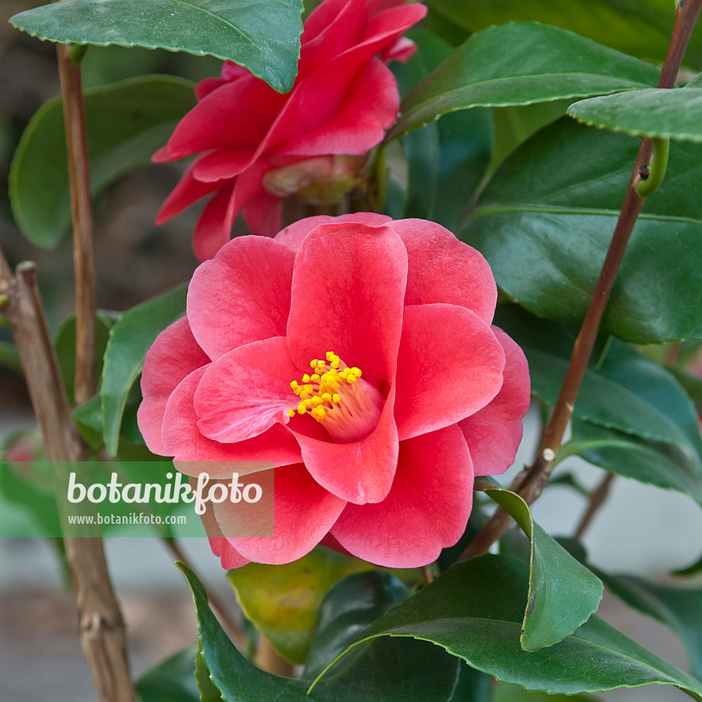 517152 - Camélia (Camellia reticulata 'Mary Williams')