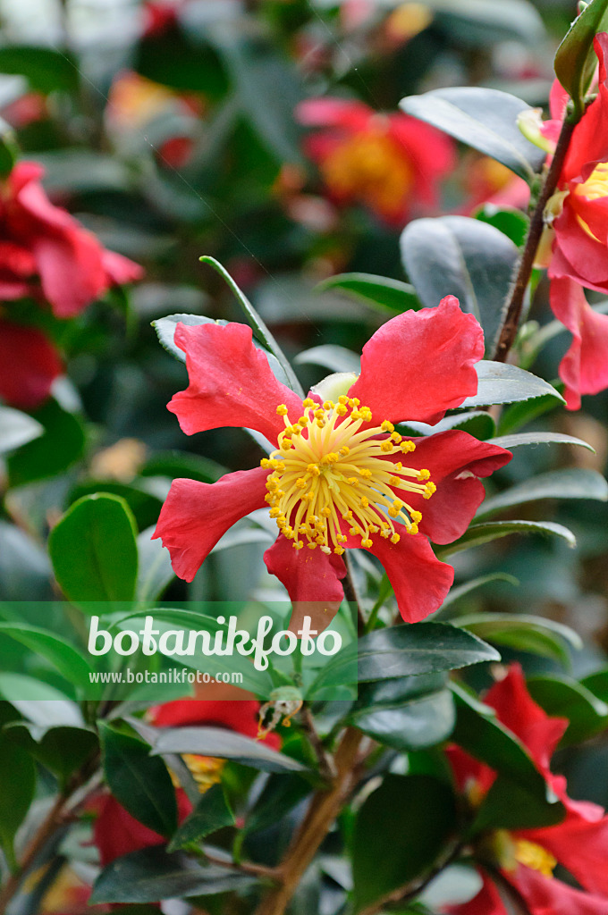 467032 - Camélia (Camellia x vernalis 'Yuletide')