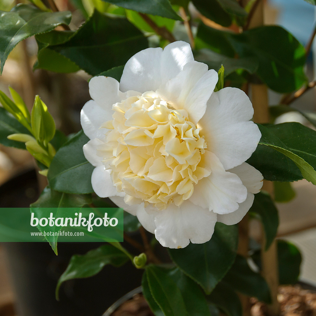 517153 - Camélia (Camellia x williamsii 'Jury's Yellow')