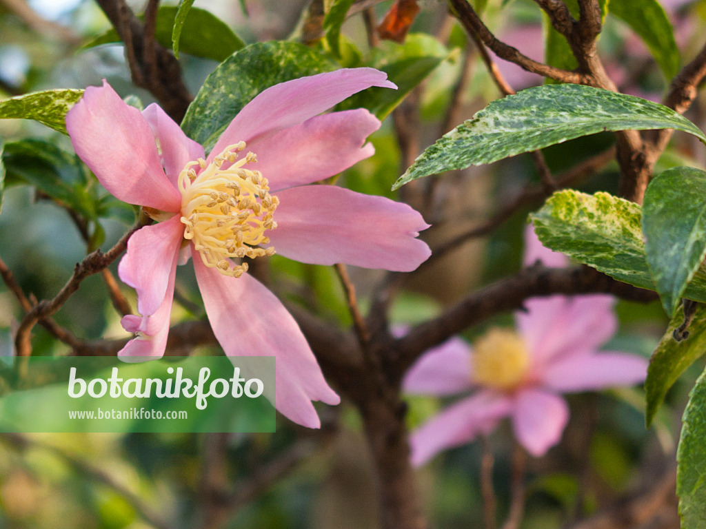 419004 - Camélia d'automne (Camellia sasanqua 'Variegata')