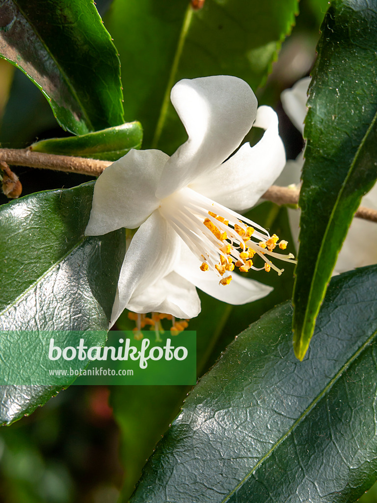 435183 - Camellia (Camellia tsaii)