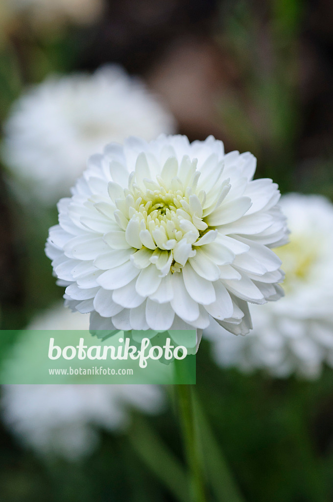 476030 - Camomille romaine (Chamaemelum nobile 'Plena' syn. Anthemis nobilis)