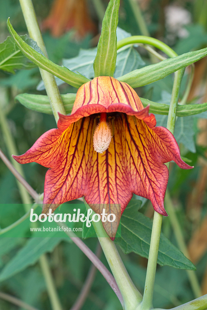 551003 - Campanule grimpante des Canaries (Canarina canariensis)