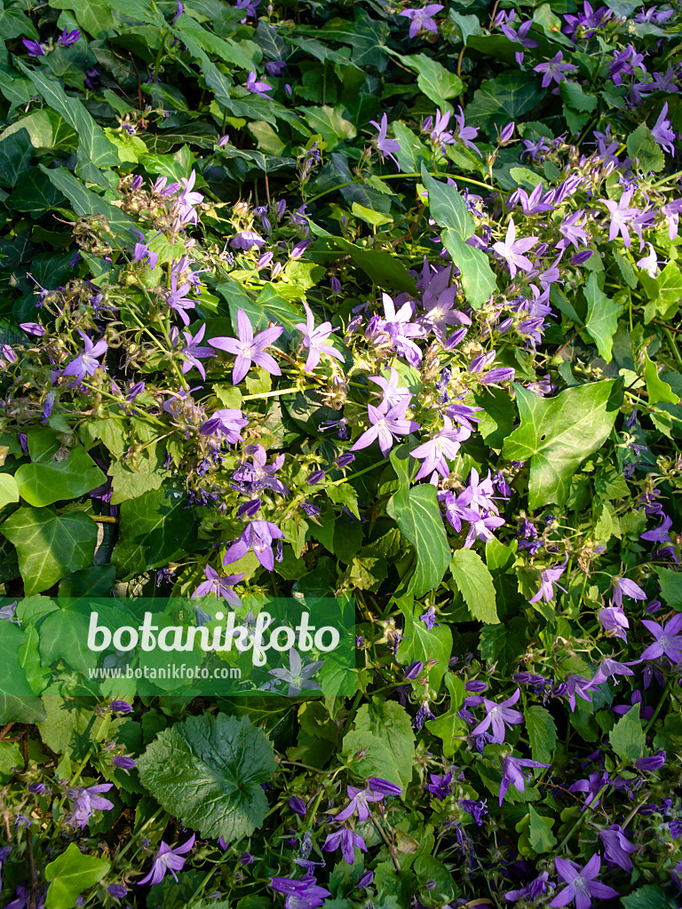461099 - Campanule poscharskyana (Campanula poscharskyana 'Stella')
