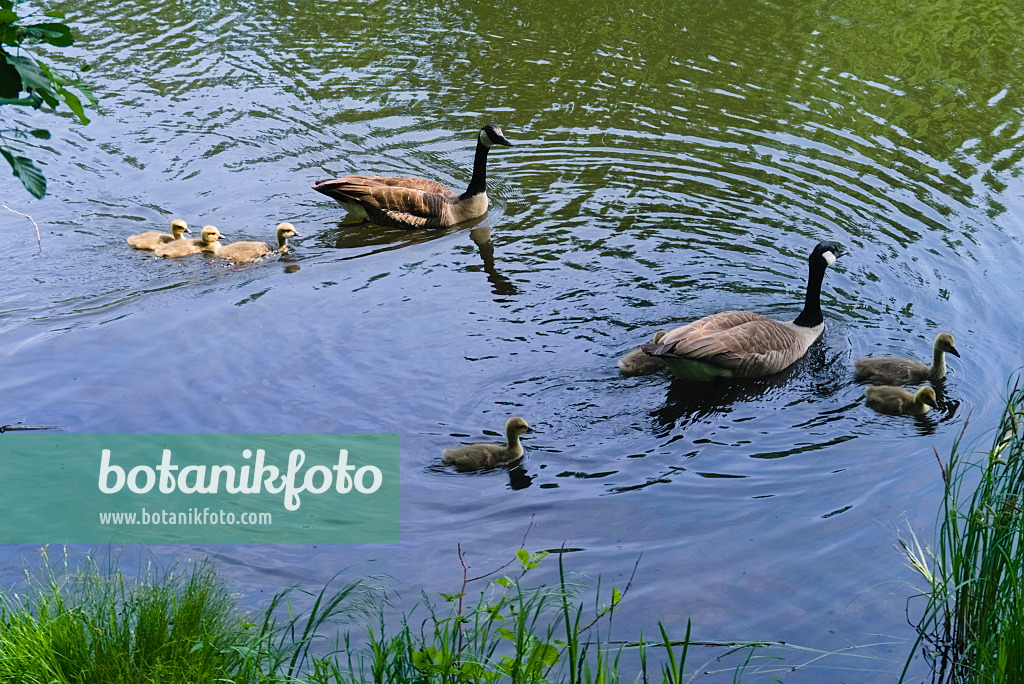 670032 - Canada geese (Branta canadensis)