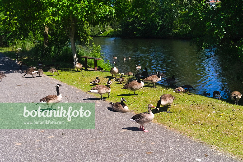 670033 - Canada geese (Branta canadensis) and greylag geese (Anser anser)