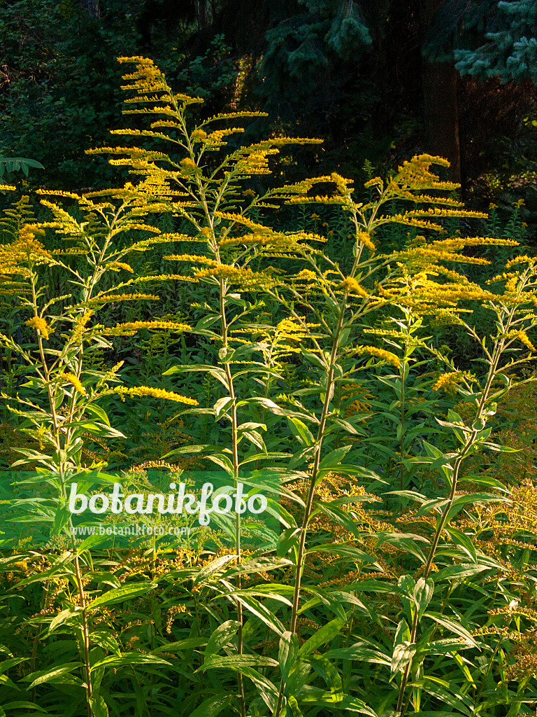 404033 - Canada goldenrod (Solidago canadensis var. scabra)