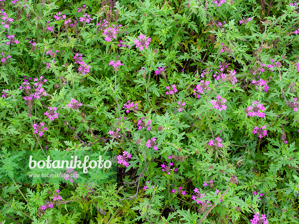 465224 - Canadian vervain (Verbena canadensis syn. Glandularia canadensis)