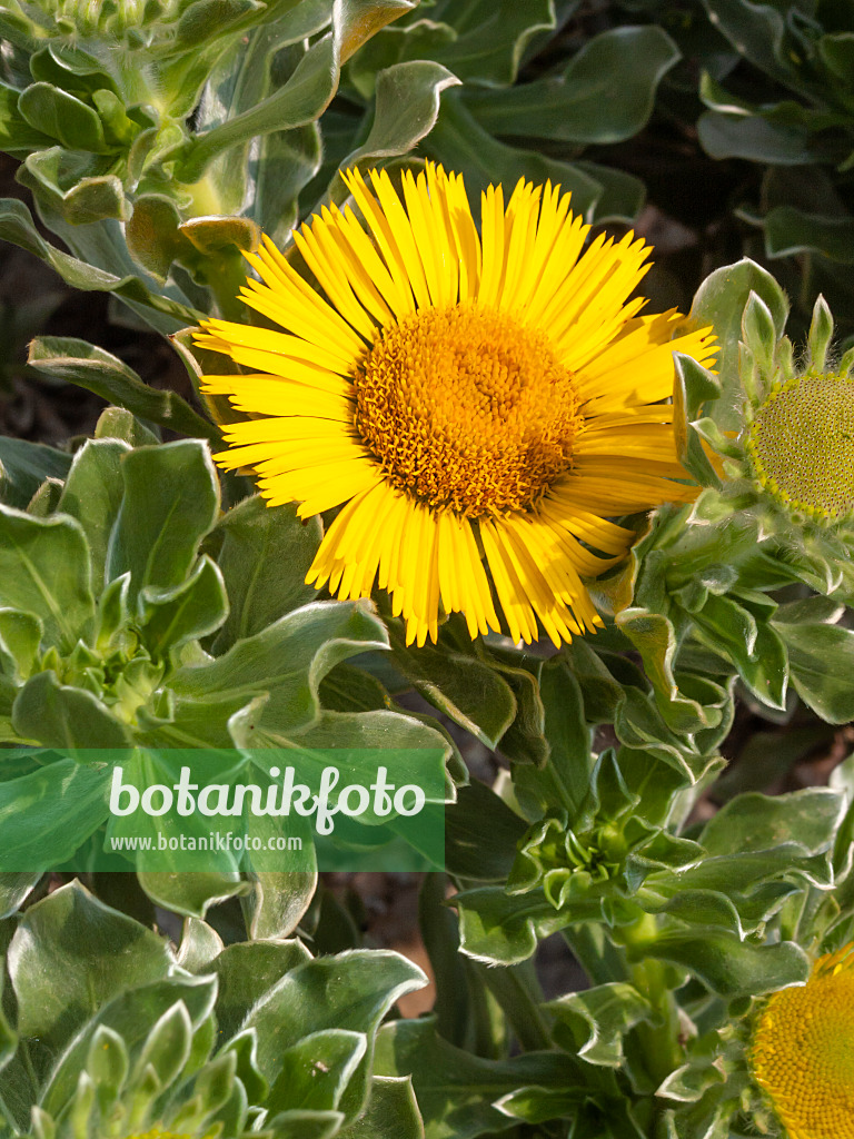 404019 - Canary Island daisy (Asteriscus sericeus)