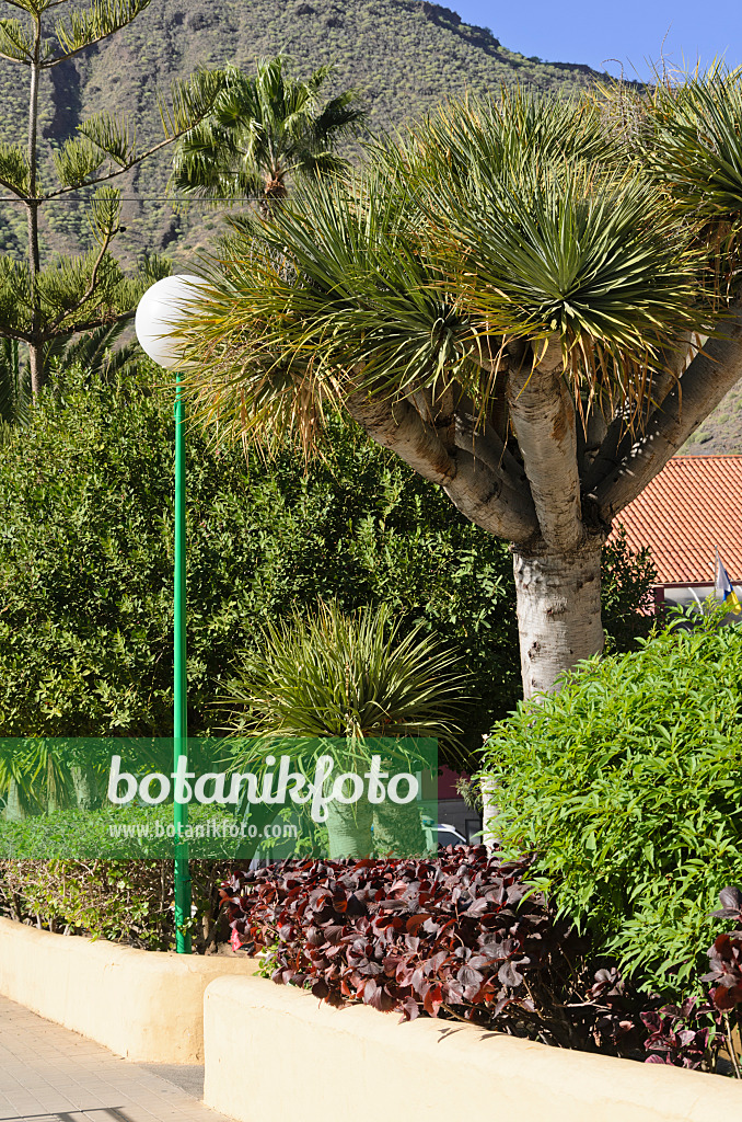 564077 - Canary Islands dragon tree (Dracaena draco), Mogán, Gran Canaria, Spain