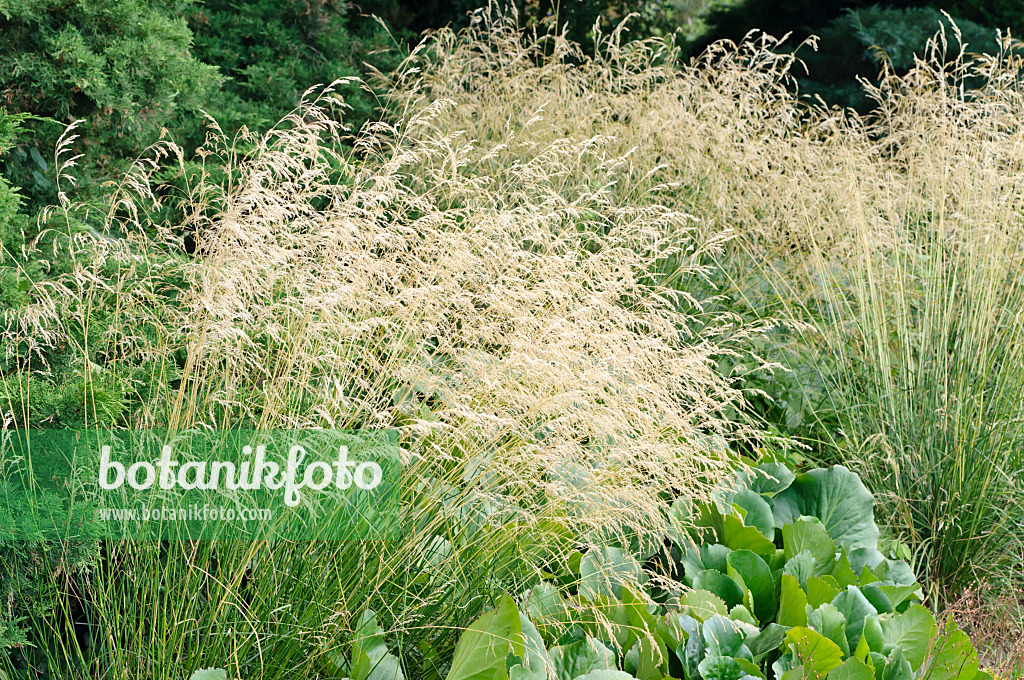486146 - Canche cespiteuse (Deschampsia cespitosa)