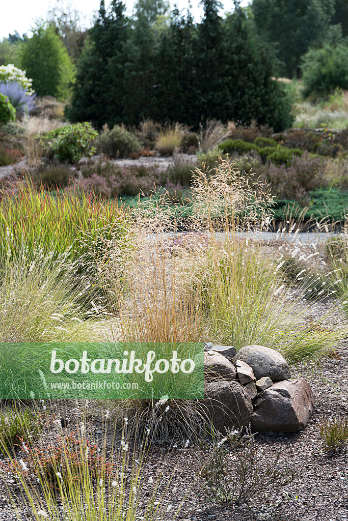616385 - Canche cespiteuse (Deschampsia cespitosa)