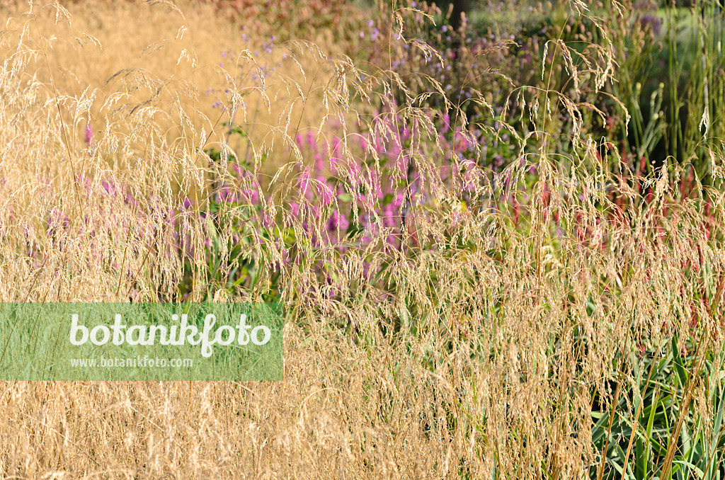 535065 - Canche cespiteuse (Deschampsia cespitosa 'Tardiflora')