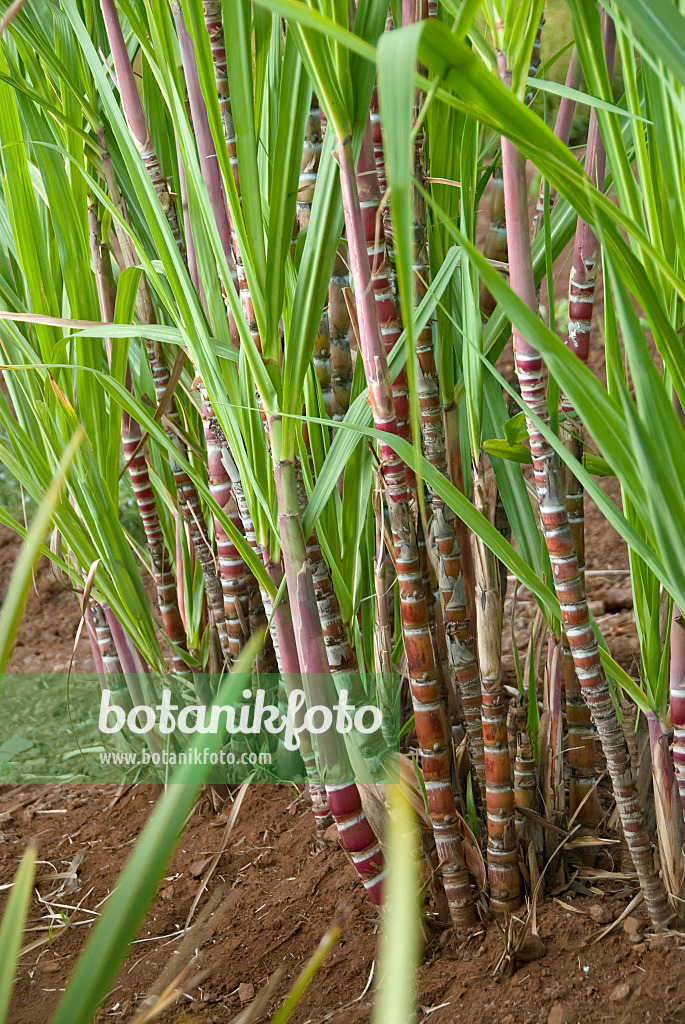 502425 - Canne à sucre (Saccharum officinarum)