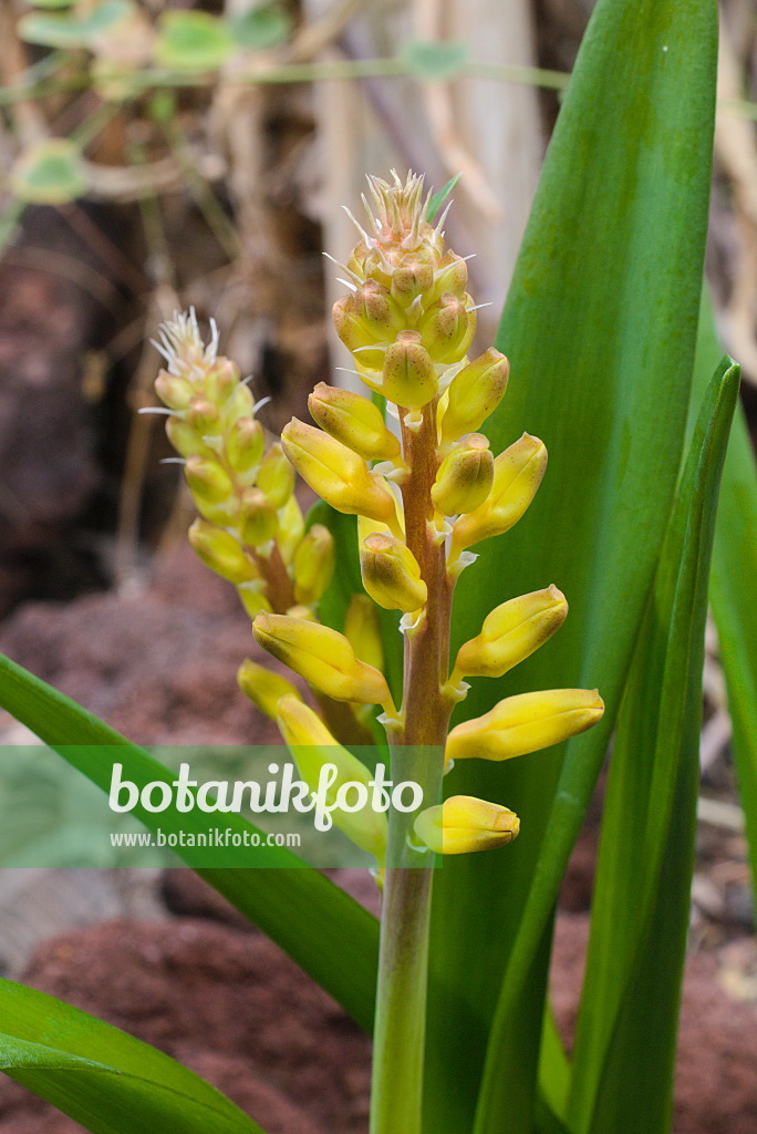 672017 - Cape cowslip (Lachenalia)