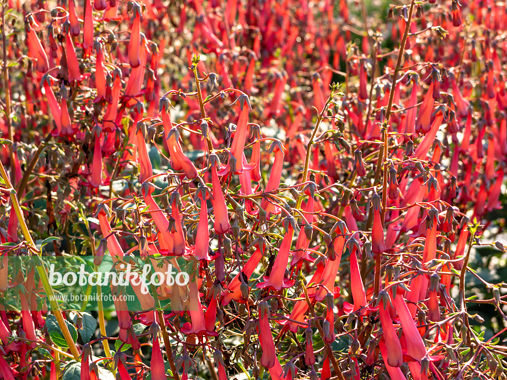 439301 - Cape fuchsia (Phygelius x rectus 'Devils Tears')