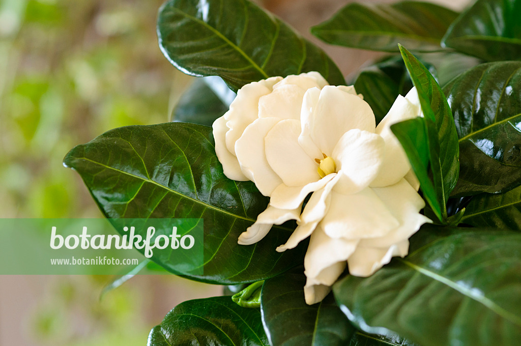 483138 - Cape jasmine (Gardenia augusta syn. Gardenia jasminoides)