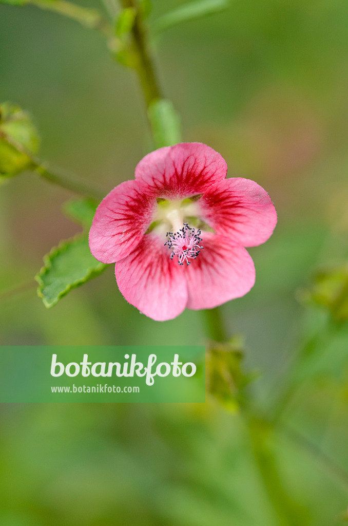 523263 - Cape mallow (Anisodontea capensis)