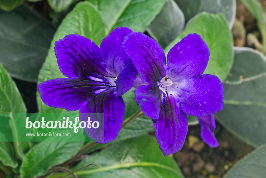 609061 - Cape primrose (Streptocarpus)