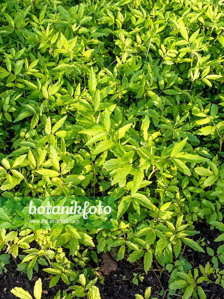 458016 - Cardamine (Cardamine leucantha)