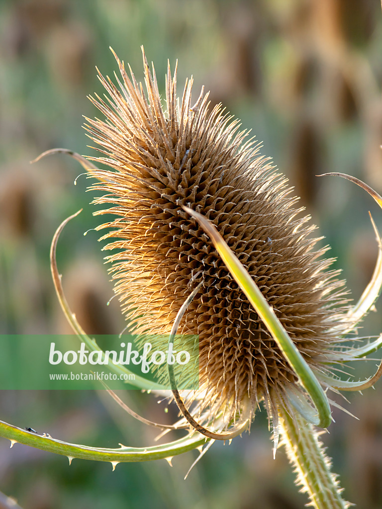 440231 - Cardère à lainer (Dipsacus sativus)
