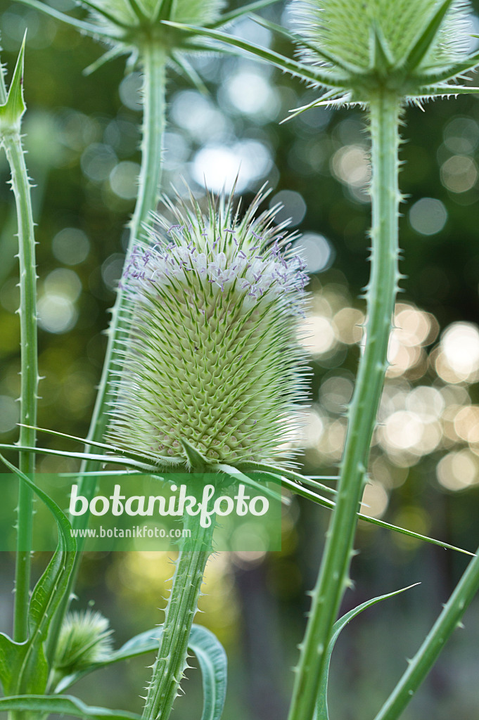510119 - Cardère sauvage (Dipsacus fullonum)