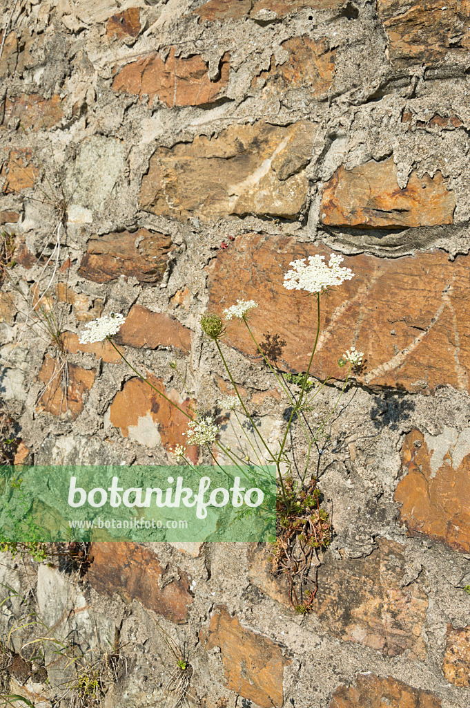 511164 - Carotte sauvage (Daucus carota)