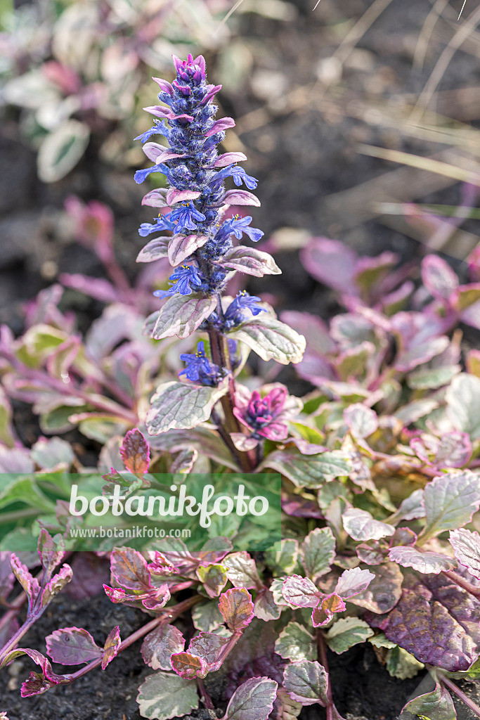 651035 - Carpet bugle (Ajuga reptans 'Burgundy Glow')