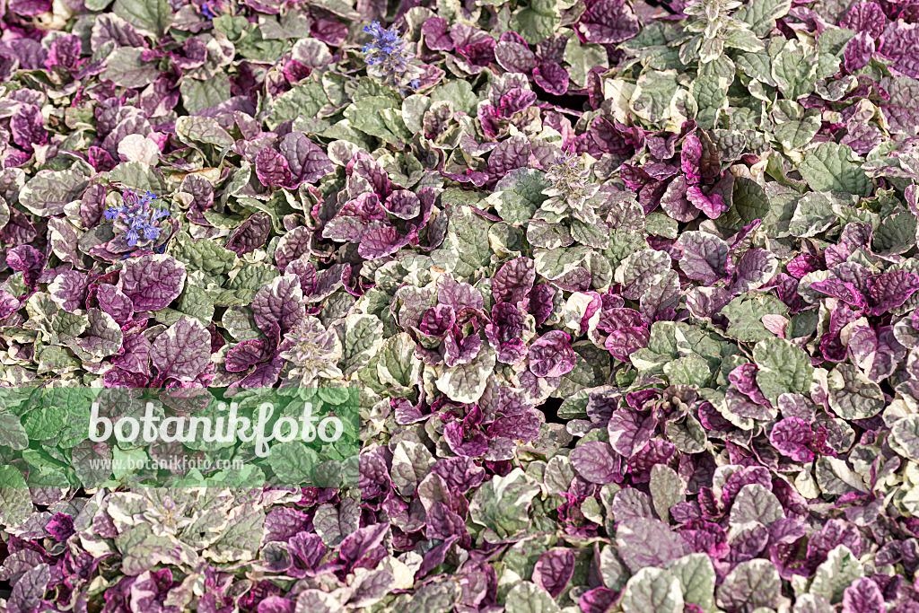 651036 - Carpet bugle (Ajuga reptans 'Burgundy Glow')