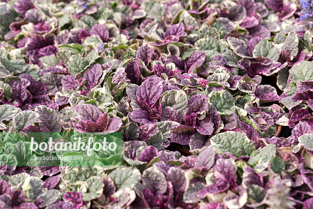 651037 - Carpet bugle (Ajuga reptans 'Burgundy Glow')