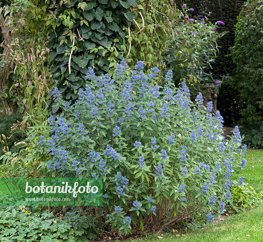 651148 - Caryoptéris de Clandon (Caryopteris x clandonensis 'Blue Balloon')