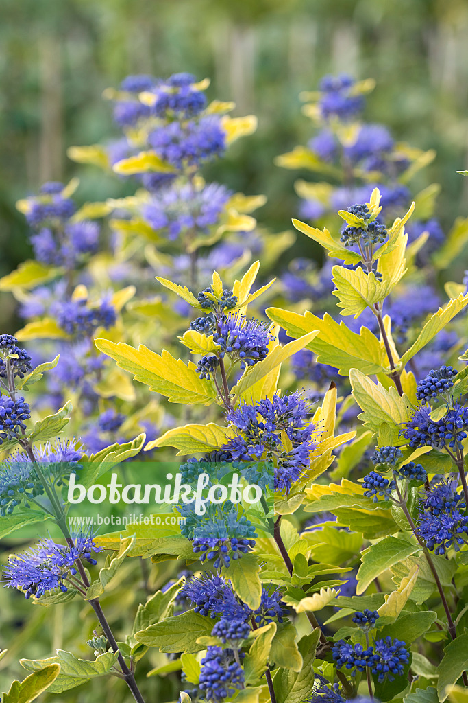 635022 - Caryoptéris de Clandon (Caryopteris x clandonensis 'Sunny Blue')