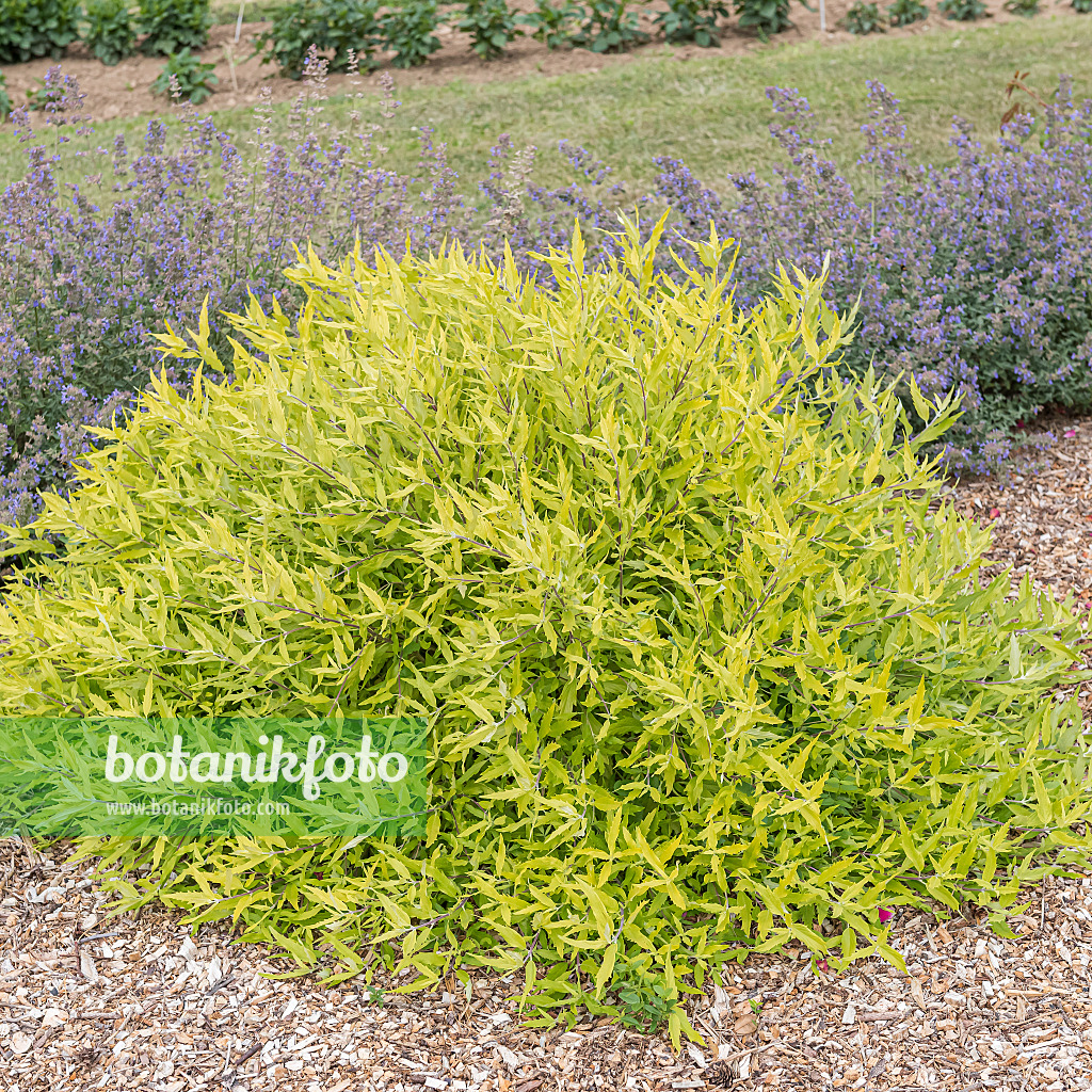 616181 - Caryoptéris de Clandon (Caryopteris x clandonensis 'Worcester Gold')