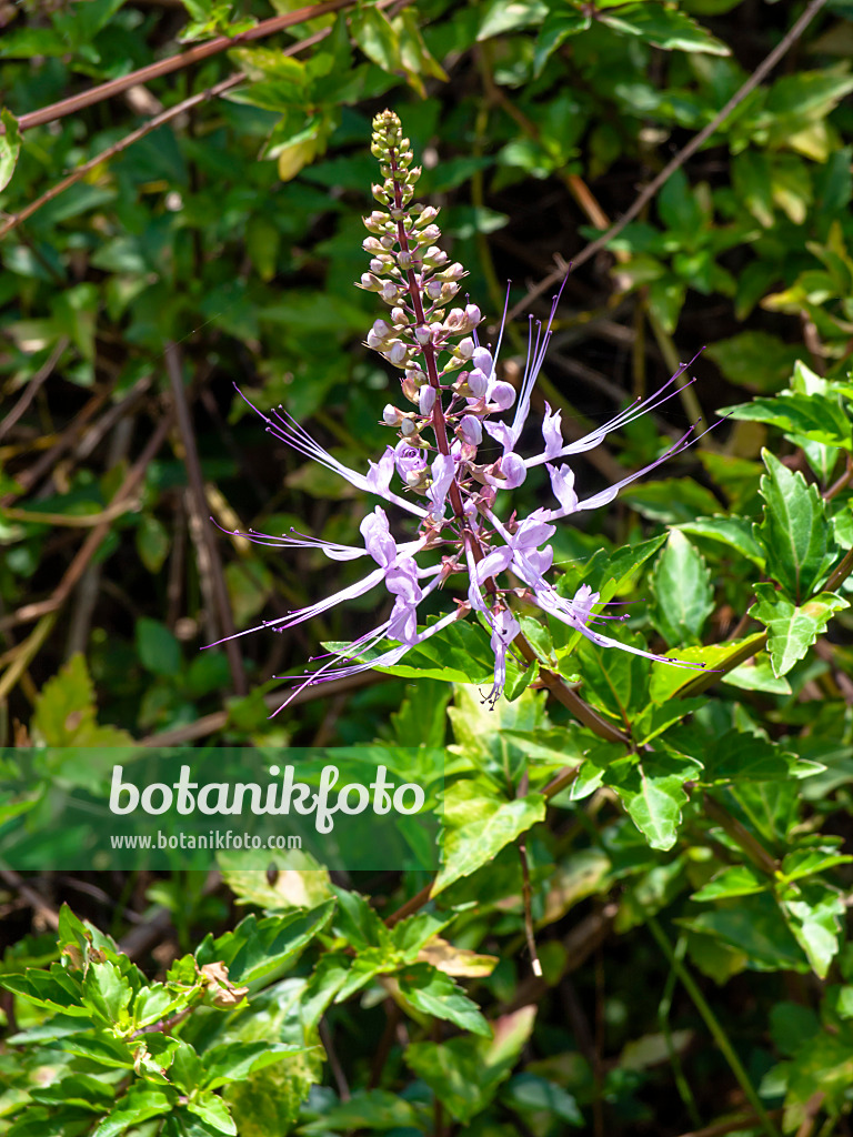 434180 - Cat's whiskers (Orthosiphon aristatus 'Purple')