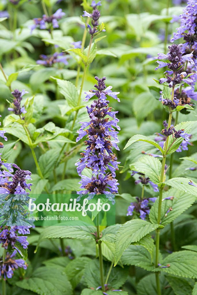 651407 - Catmint (Nepeta kubanica)