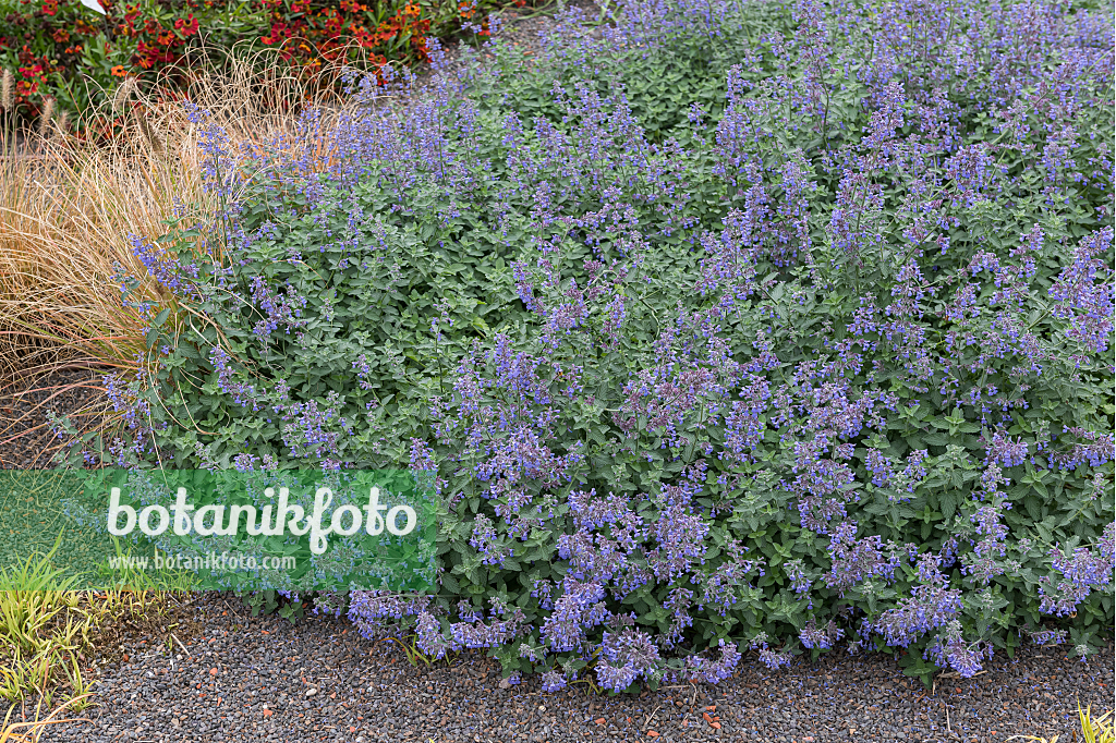 664273 - Catmint (Nepeta x fasssenii 'Walkers Low')