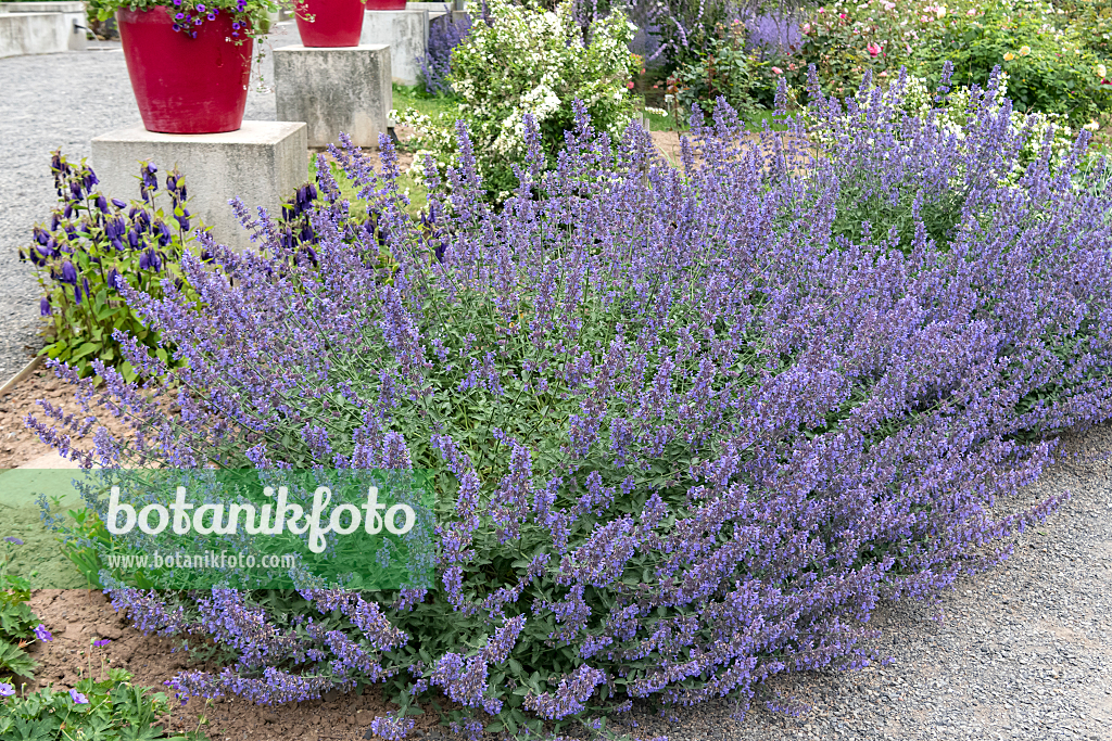 664274 - Catmint (Nepeta x fasssenii 'Walkers Low')
