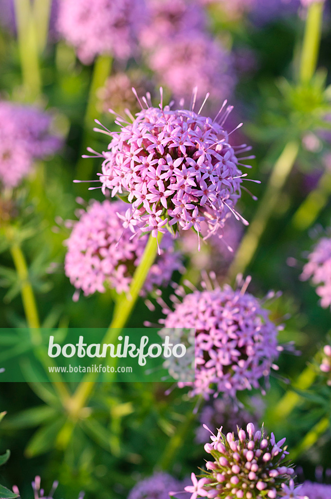 485004 - Caucasian crosswort (Phuopsis stylosa)